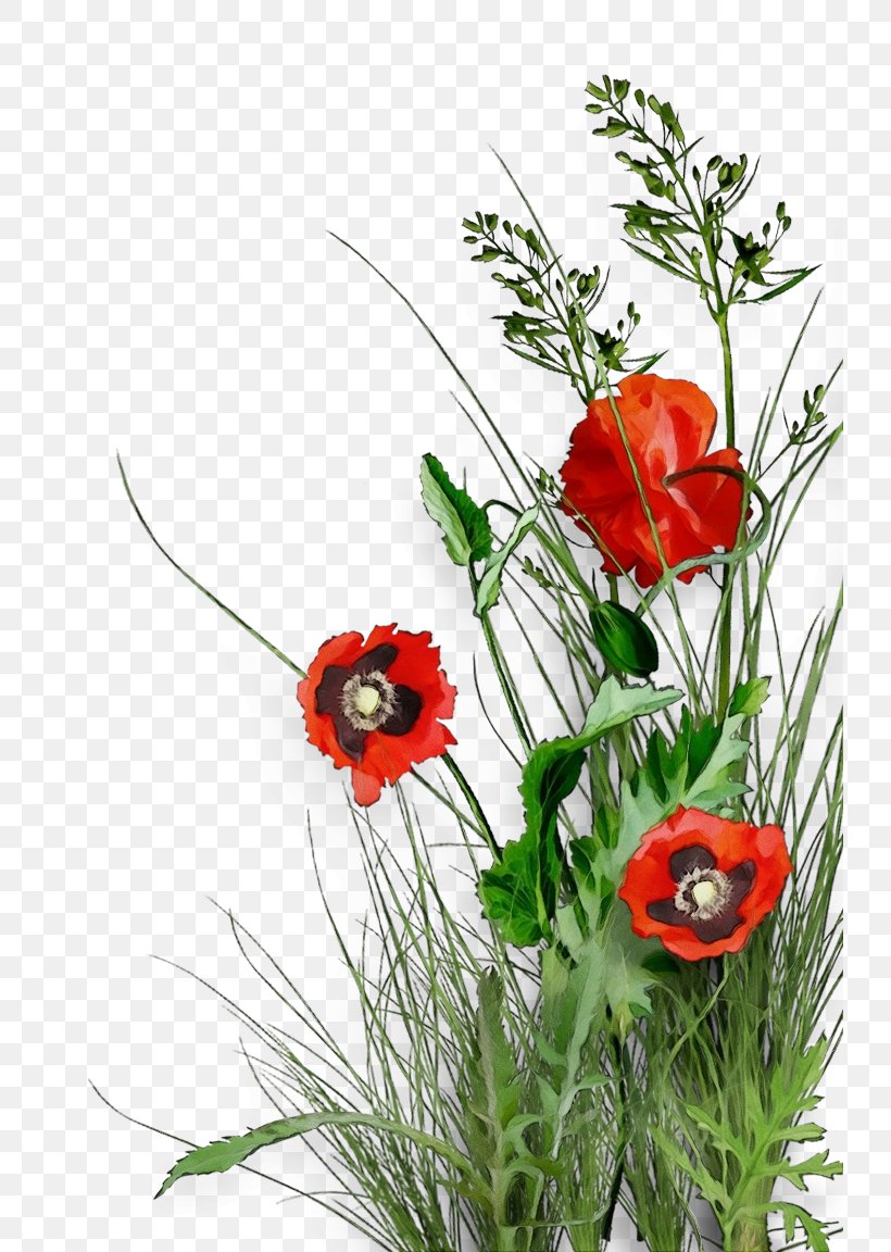 Flower Plant Coquelicot Red Corn Poppy, PNG, 733x1152px, Watercolor, Coquelicot, Corn Poppy, Flower, Grass Download Free