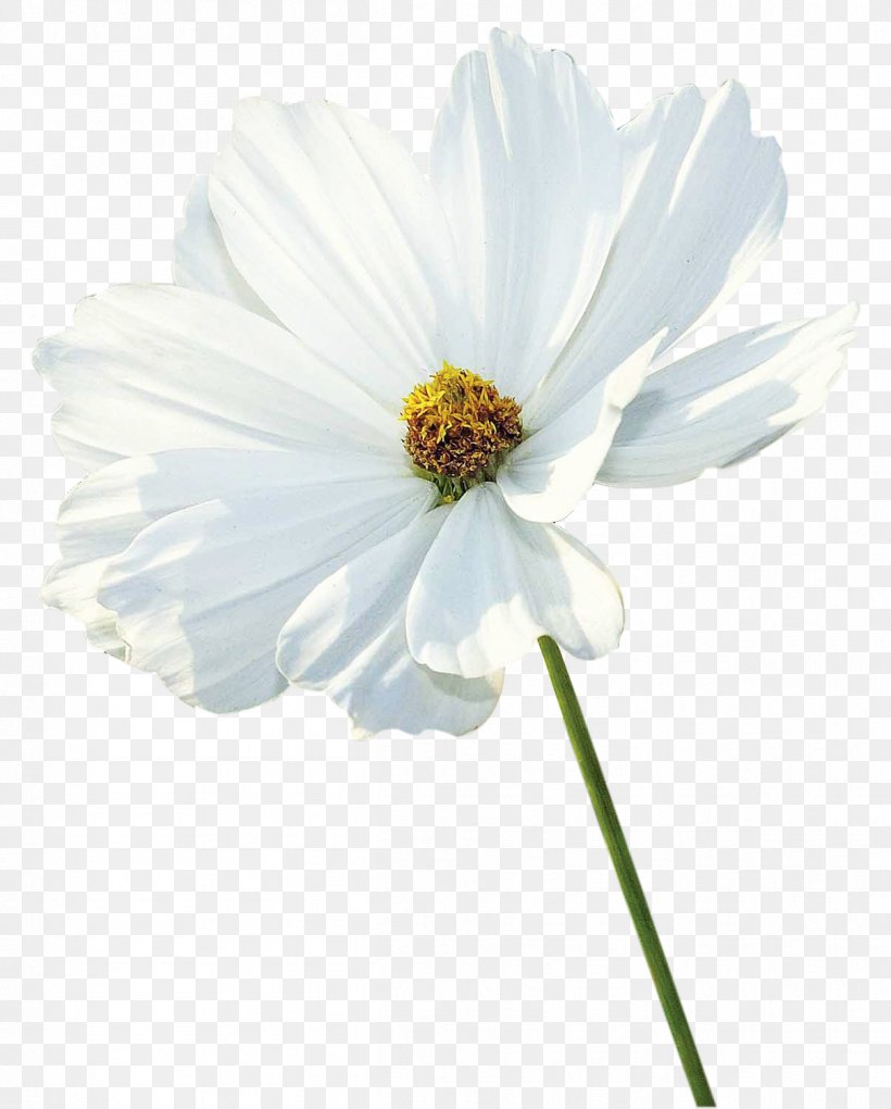 Flower White Petal, PNG, 1208x1503px, Flower, Albom, Chrysanthemum, Cosmos, Cut Flowers Download Free