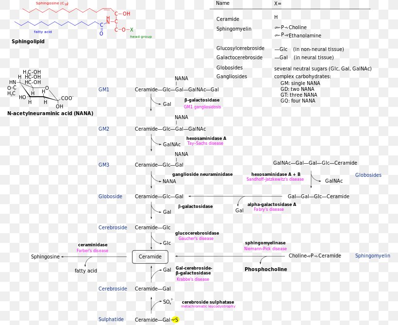 Glycosphingolipid Metabolism Metabolic Pathway Sphingosine, PNG, 800x669px, Sphingolipid, Area, Cell Membrane, Ceramide, De Novo Synthesis Download Free