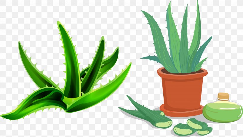 Aloe Vera Flowerpot Euclidean Vector, PNG, 3170x1800px, Aloe Vera, Agave, Aloe, Drawing, Flowering Plant Download Free