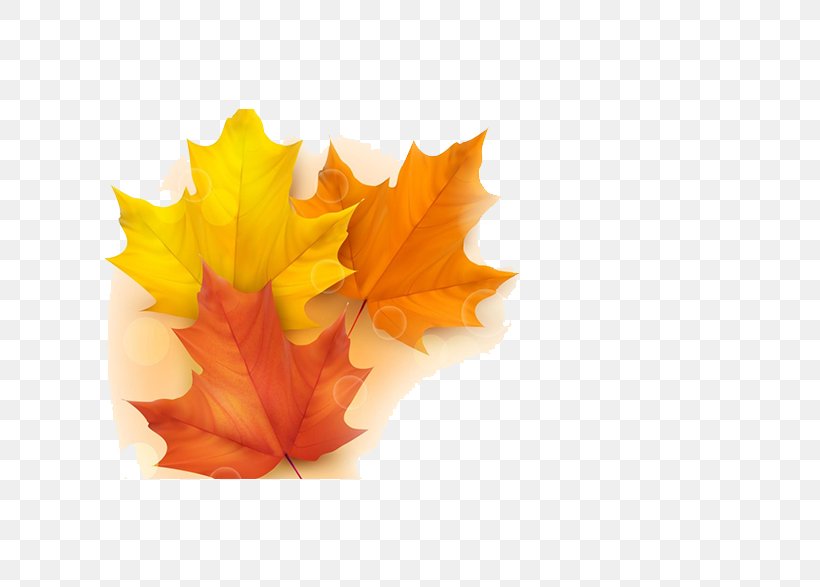 Autumn Leaf Color Illustration, PNG, 658x587px, Autumn Leaf Color, Autumn, Color, Drawing, Leaf Download Free