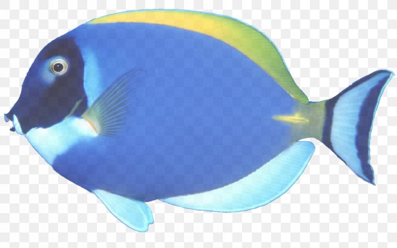 Fish Blue Fish Pomacentridae Pomacanthidae, PNG, 900x563px, Fish, Blue, Bonyfish, Butterflyfish, Coral Reef Fish Download Free