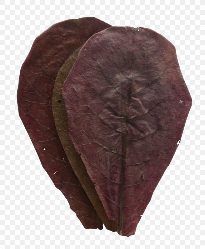 Leaf Maroon, PNG, 890x1080px, Leaf, Maroon Download Free