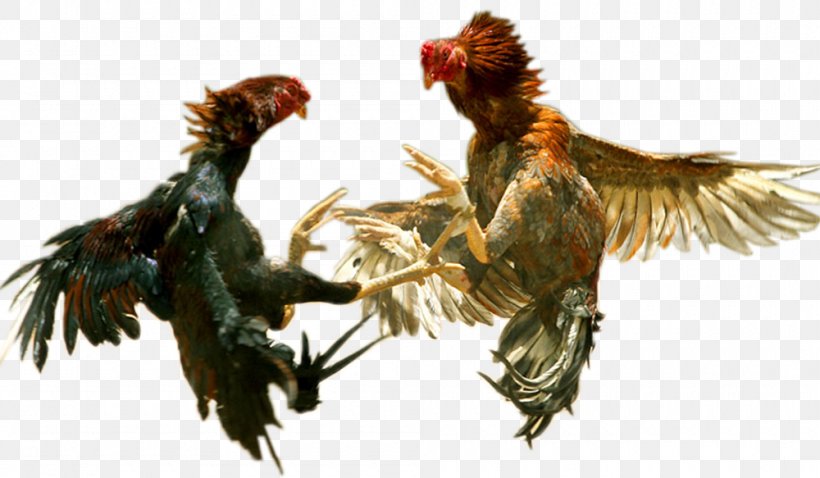 Asil Chicken Phoenix Chicken Cockfight Rooster Combat, PNG, 1000x583px, Asil Chicken, Animal, Beak, Bird, Bird Of Prey Download Free