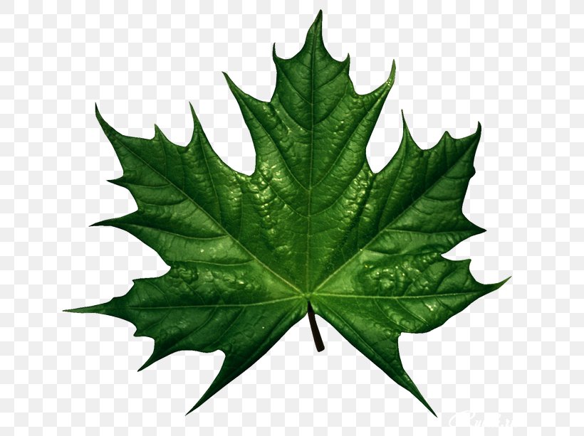 Autumn Leaf Color Green Clip Art, PNG, 670x613px, Autumn Leaf Color, Autumn, Drawing, Green, Leaf Download Free