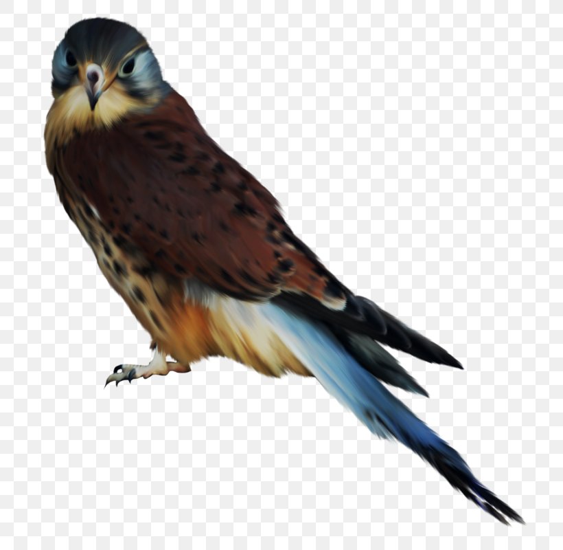 Bird Of Prey Owl Hawk Accipitriformes, PNG, 749x800px, Bird, Accipitriformes, Beak, Bird Of Prey, Buzzard Download Free