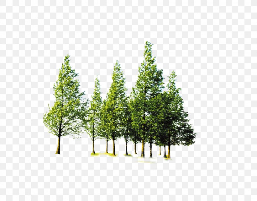 Clip Art Forest & Tree, PNG, 2056x1605px, Tree, American Larch, Branch, Conifer, Cypress Family Download Free