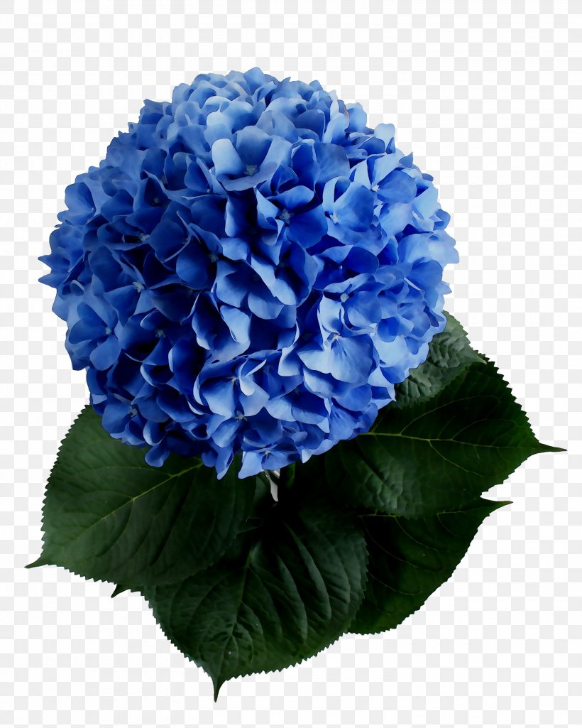 Hydrangea Cut Flowers Annual Plant Plants, PNG, 3000x3750px, Hydrangea, Annual Plant, Artificial Flower, Blue, Cornales Download Free