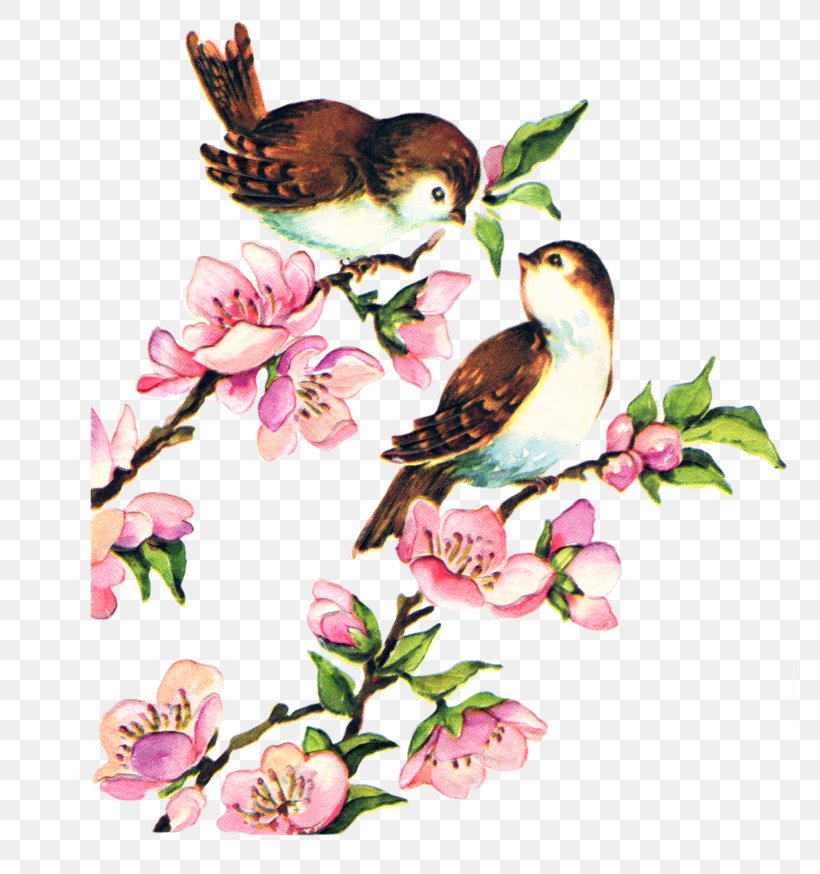 Lovebird Birdcage Domestic Canary Clip Art, PNG, 768x874px, Bird, Art, Beak, Bird In The Tree, Bird Nest Download Free