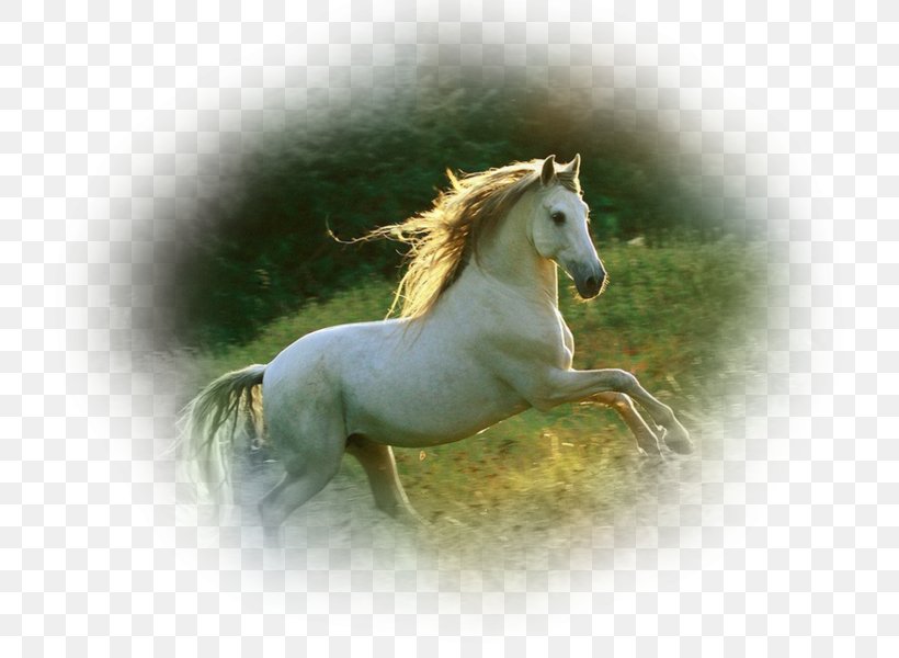 Akhal-Teke Andalusian Horse Gallop Knabstrupper Friesian Horse, PNG, 750x600px, Akhalteke, Andalusian Horse, Animal, Black, Breed Download Free