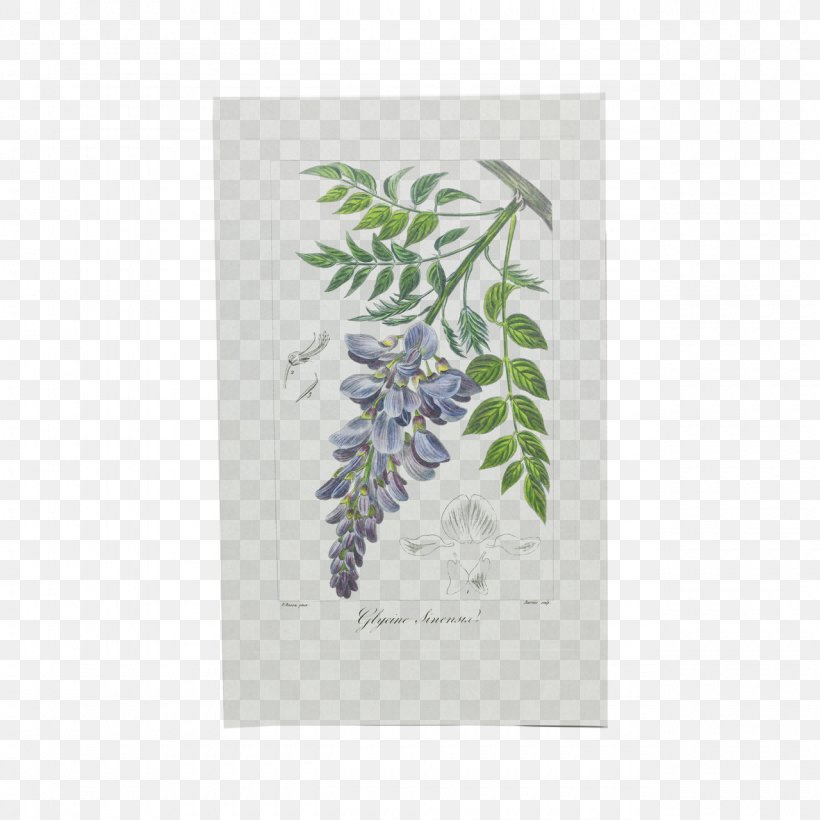 Botanical Illustration Botany Drawing Herbarium, PNG, 1280x1280px, Watercolor, Cartoon, Flower, Frame, Heart Download Free