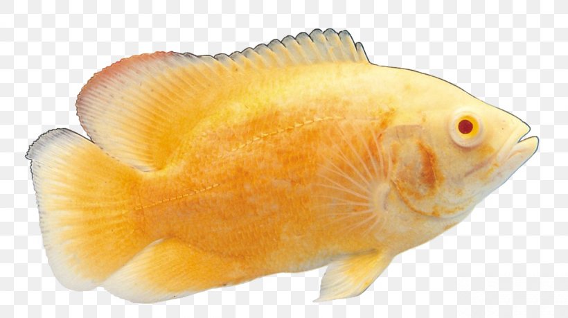 Common Carp Carassius Auratus Ornamental Fish, PNG, 1200x673px, Common Carp, Animal, Aquatic Animal, Bony Fish, Carassius Auratus Download Free