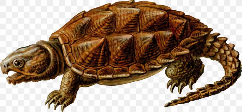 Common Snapping Turtle Alligator Snapping Turtle Clip Art, PNG, 1000x464px, Turtle, Alligator Snapping Turtle, Box Turtle, Chelydridae, Common Snapping Turtle Download Free