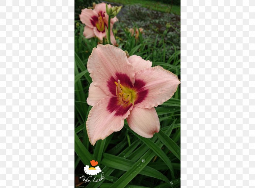 Cut Flowers Petal Daylily Lily M, PNG, 1000x740px, Cut Flowers, Daylily, Flower, Flowering Plant, Lily Download Free