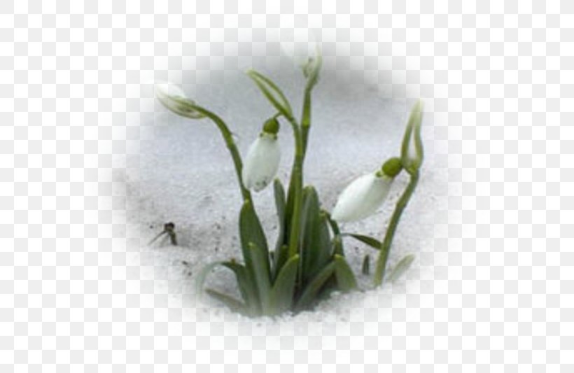 Galanthus Nivalis Leucojum Vernum Giant Snowdrop Bulb Flower, PNG, 600x533px, Galanthus Nivalis, Amaryllidaceae, Bulb, Flower, Galanthus Download Free