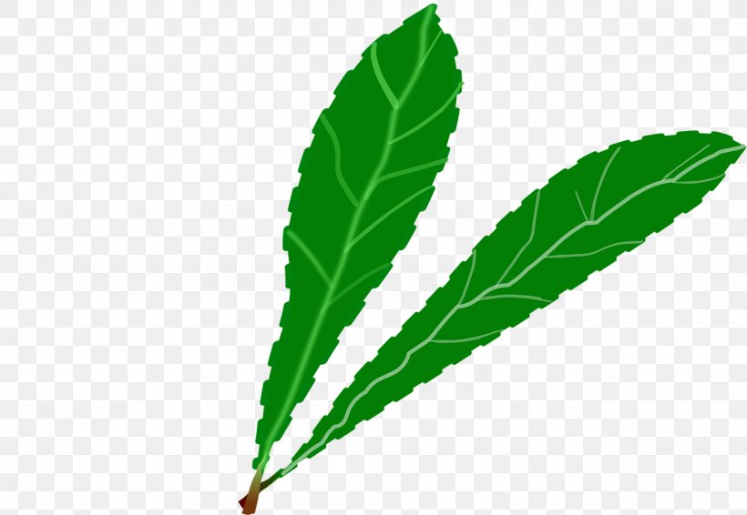Leaf Green Desktop Wallpaper Clip Art, PNG, 1280x885px, Leaf, Green, Hemp, Herbalism, Organism Download Free