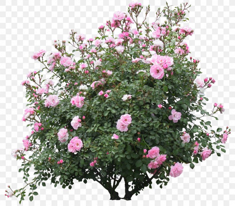 Shrub Flower Plant Rose, PNG, 1280x1124px, Shrub, Annual Plant, Artificial Flower, Branch, Camellia Sasanqua Download Free