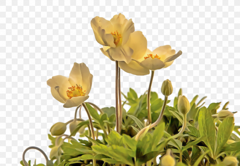 Spring, PNG, 1920x1332px, Spring, Anemone, Flower, Globe Flower, Petal Download Free