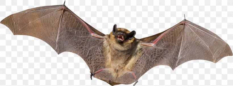 Bat Raccoon Feral Cat Animal Rabies, PNG, 3347x1233px, Bat, Animal, Animal Bite, Animal Control And Welfare Service, Animal Figure Download Free