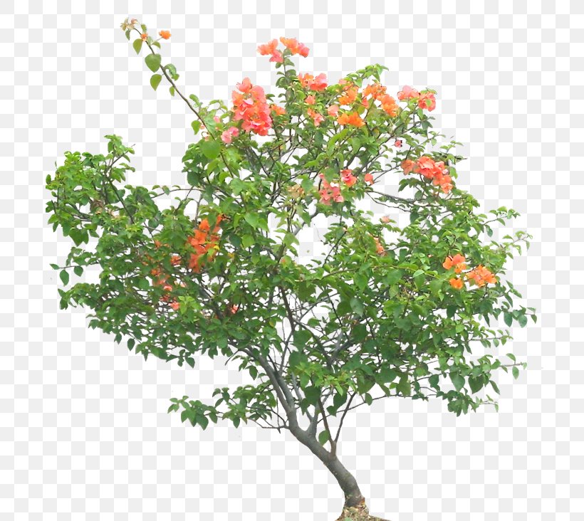 Bougainvillea Glabra Tree Shrub Flower Plant, PNG, 706x732px, Bougainvillea Glabra, Bougainvillea, Branch, Evergreen, Flower Download Free