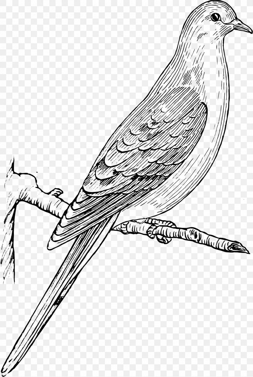 Columbidae Bird Mourning Dove Drawing Clip Art, PNG, 1570x2339px, Columbidae, Animal, Art, Artwork, Beak Download Free