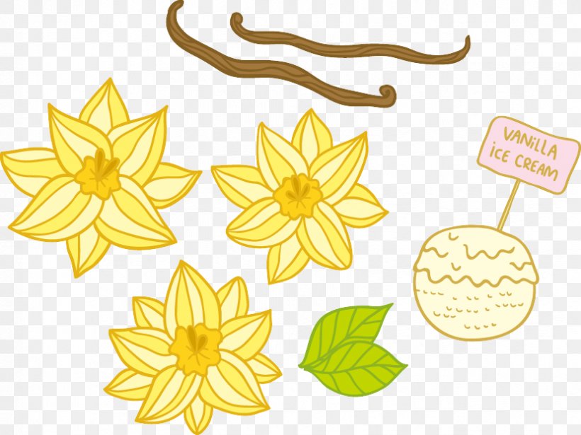 Flower Vanilla Euclidean Vector Floral Design, PNG, 828x622px, Flower, Chocolate, Cut Flowers, Flatleaved Vanilla, Flora Download Free