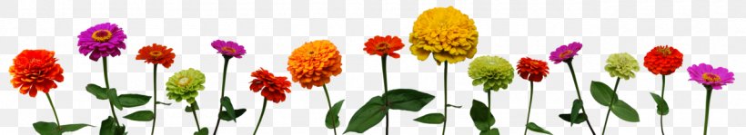 Lossless Compression Zinnia Color, PNG, 1280x233px, Lossless Compression, Art, Color, Data Compression, Deviantart Download Free