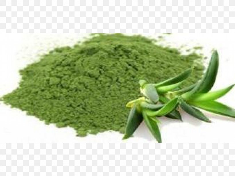 Aloe Vera Extract Powder Aloin Medicinal Plants, PNG, 1024x768px, Aloe Vera, Aloe, Aloin, Common Name, Extract Download Free