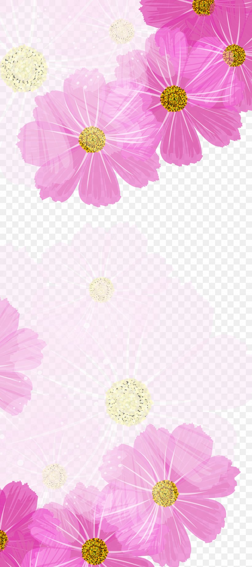 Chrysanthemum Color Purple, PNG, 1575x3543px, Chrysanthemum, Blossom, Cherry Blossom, Color, Dahlia Download Free