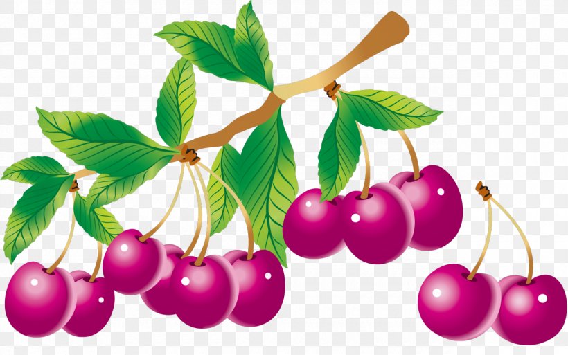 Fruit Drawing Clip Art, PNG, 1280x802px, Fruit, Berry, Branch, Cherry, Drawing Download Free