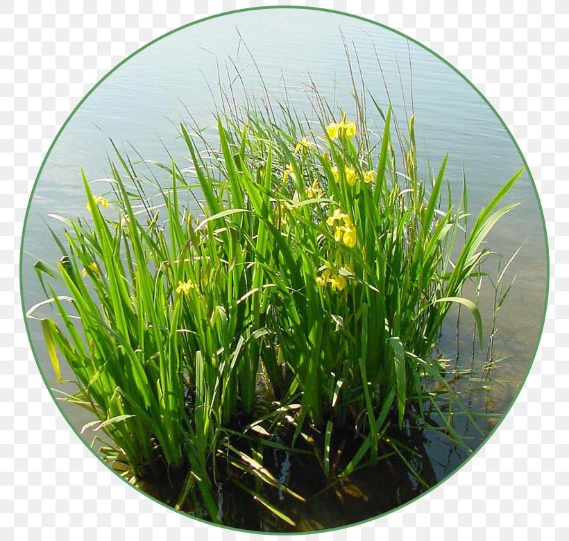 Iris Pseudacorus Sweet Flag Aquatic Plants Herbaceous Plant, PNG, 780x780px, Iris Pseudacorus, Aquatic Plant, Aquatic Plants, Blossom, Bulb Download Free