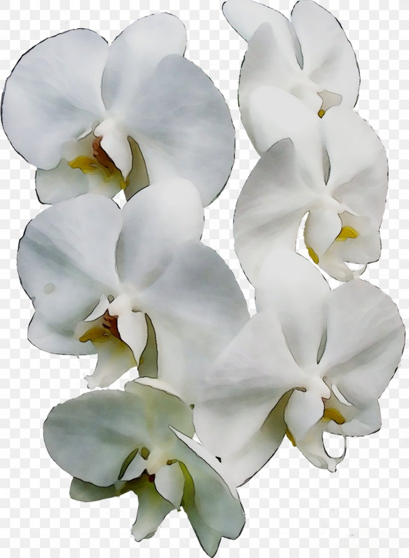 Moth Orchids Cut Flowers, PNG, 1079x1475px, Moth Orchids, Artificial Flower, Cattleya, Cut Flowers, Dendrobium Download Free