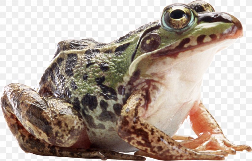 American Bullfrog Amphibian, PNG, 2208x1417px, Frog, American Bullfrog, Amphibian, Animal, Bullfrog Download Free