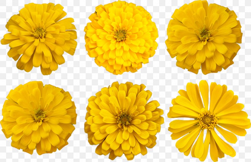 Cut Flowers Mexican Marigold Photograph English Marigold, PNG, 900x583px, Flower, August 2, Calendula, Chrysanthemum, Chrysanths Download Free