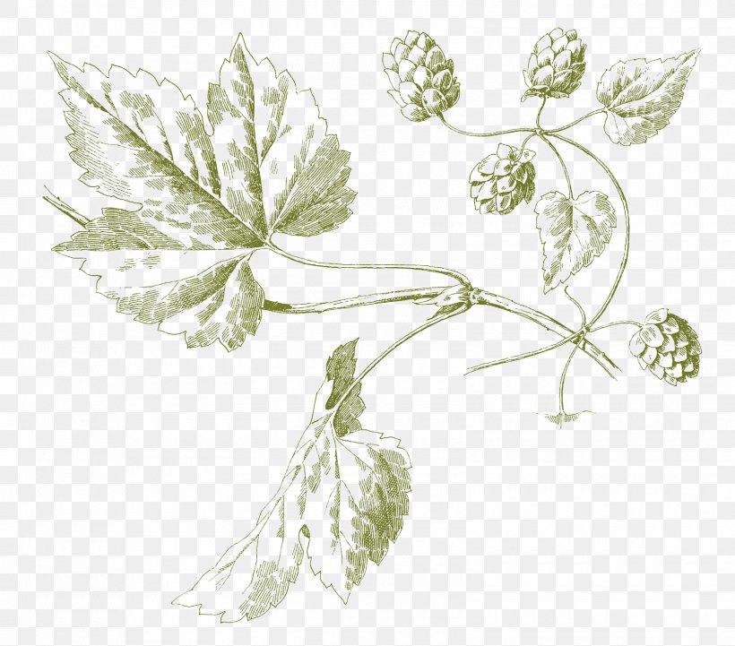 Hops Botanical Illustration Beer Ale, PNG, 1600x1408px, Hops, Ale, Amarillo Hops, Art, Beer Download Free