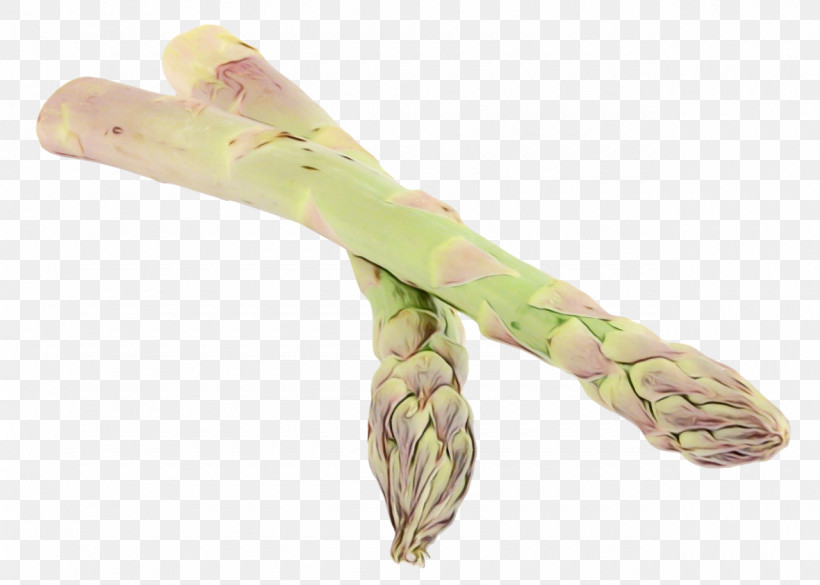 Asparagus Plant Vegetable Celtuce, PNG, 1280x914px, Watercolor, Asparagus, Celtuce, Paint, Plant Download Free