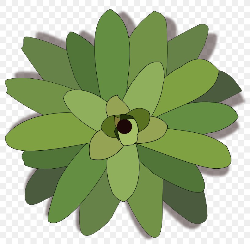 Bromelia Clip Art, PNG, 800x800px, Bromelia, Bromeliads, Flora, Flower, Flowering Plant Download Free