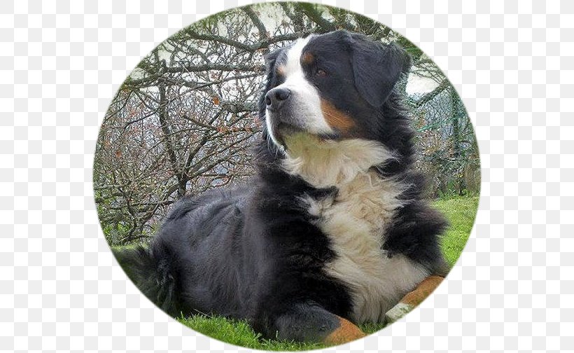 Dog Breed Bernese Mountain Dog Greater Swiss Mountain Dog Companion Dog, PNG, 558x504px, Dog Breed, Bernese Mountain Dog, Breed, Breed Group Dog, Carnivoran Download Free