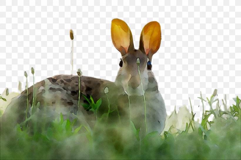 Domestic Rabbit Hare Fauna Snout, PNG, 1050x700px, Domestic Rabbit, Adaptation, Arctic Hare, Brown Hare, Eastern Cottontail Download Free
