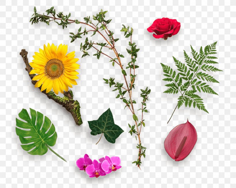 Floral Design Herb Flower Ayurveda Food, PNG, 855x683px, Floral Design, Annual Plant, Ayurveda, Botany, Chrysanths Download Free