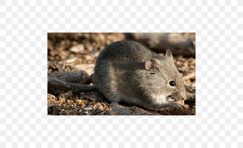 Gerbil Rat Hamster Rodent Mammal, PNG, 500x500px, Gerbil, Animal, Family, Fauna, Football Download Free