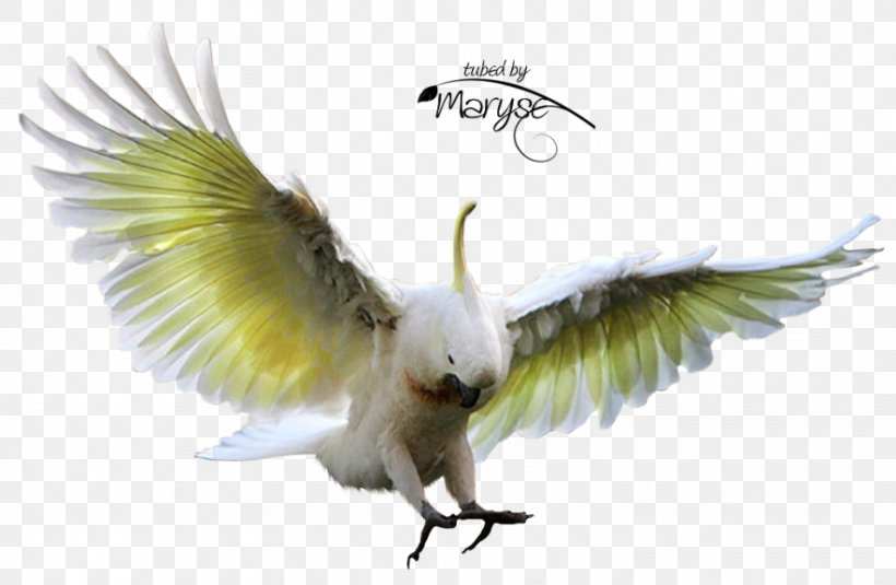 Hummingbird Parakeet Sulphur-crested Cockatoo, PNG, 883x577px, Bird, Animal, Beak, Bird Of Prey, Cockatoo Download Free