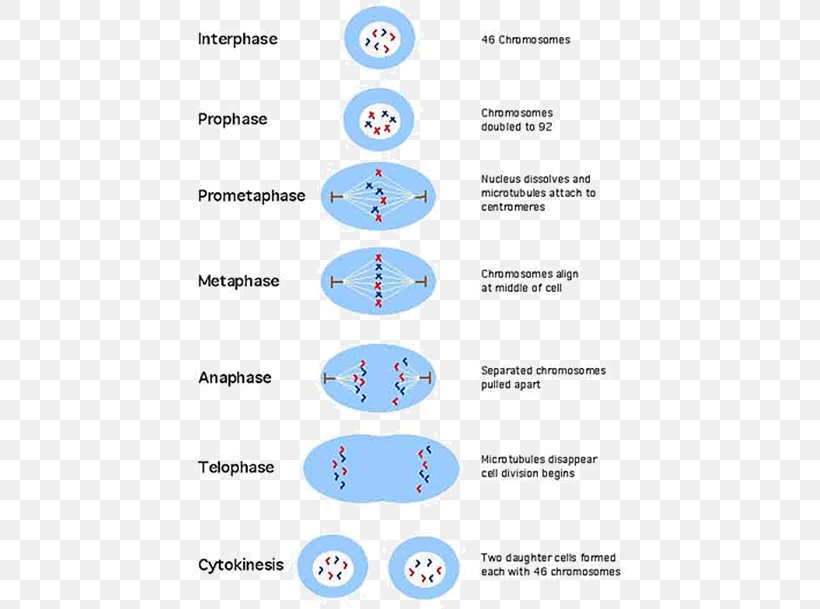 Mitosis And Meiosis Mitosis And Meiosis Cell Division Cell Cycle, PNG, 432x609px, Mitosis, Anaphase, Asexual Reproduction, Biology, Cell Download Free