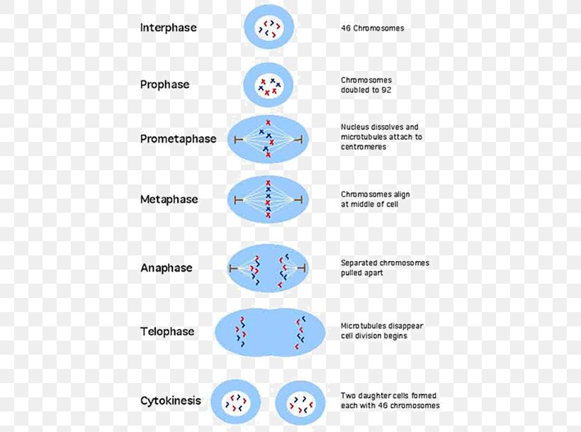 Mitosis And Meiosis Mitosis And Meiosis Cell Division Cell Cycle Png 4881