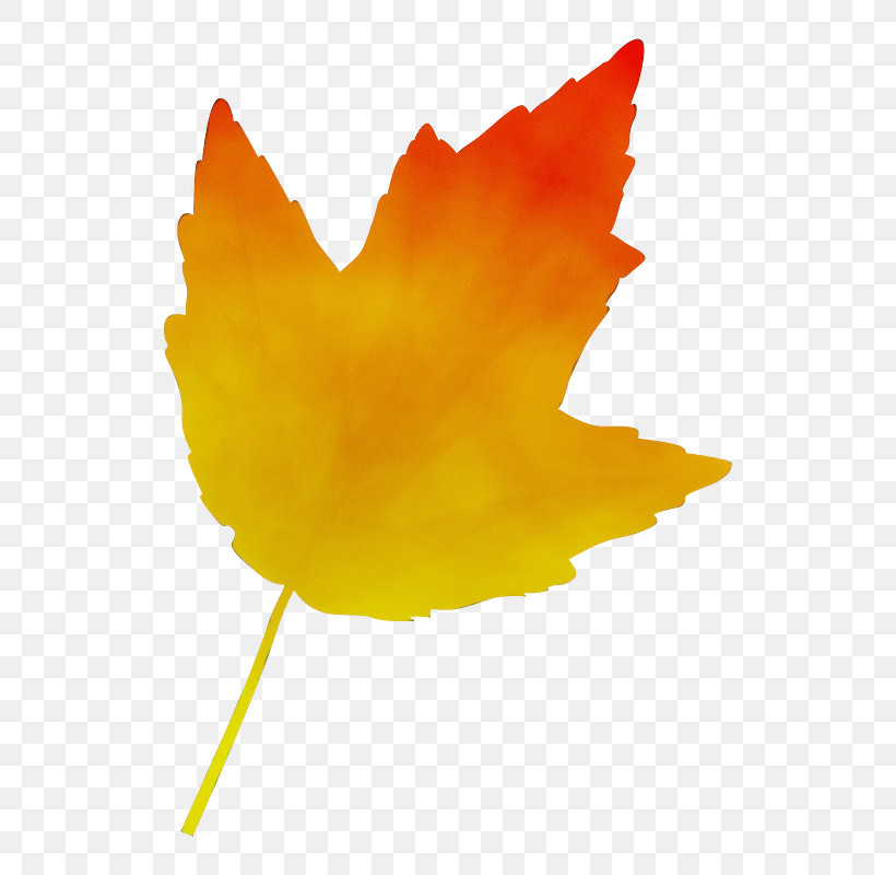 Plant Stem Leaf Flower Petal Maple Leaf / M, PNG, 800x800px, Watercolor, Biology, Flower, Leaf, Maple Leaf M Download Free