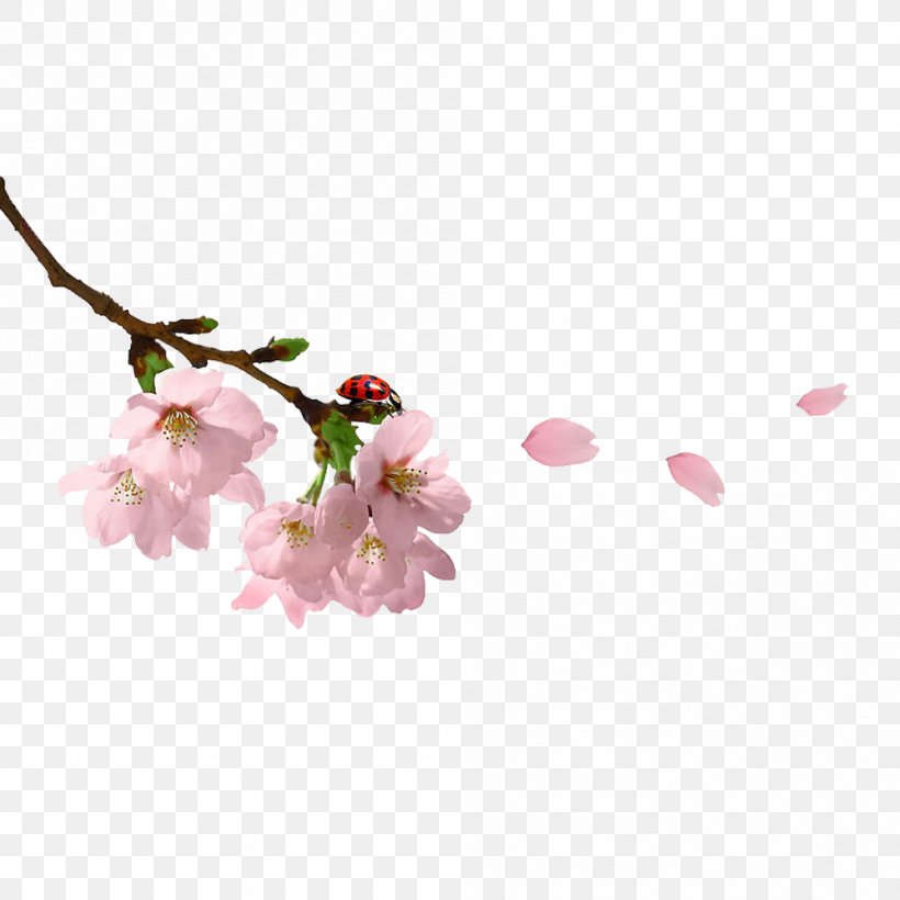 Spring Branch Clip Art, PNG, 999x1000px, Spring Branch, Blossom, Branch, Cherry Blossom, Digital Image Download Free
