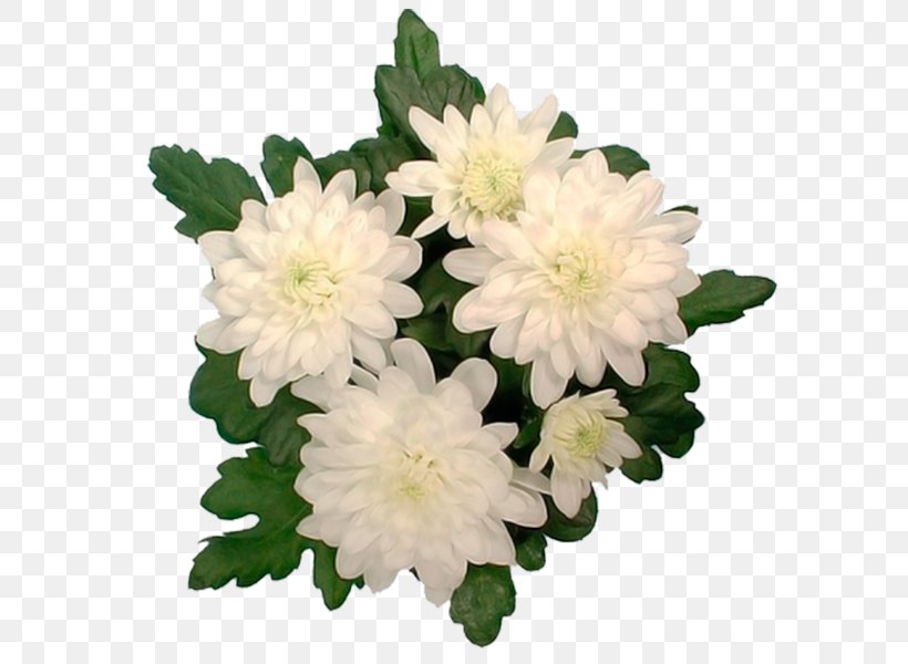 Chrysanthemum Aster Cut Flowers Annual Plant Herbaceous Plant, PNG, 600x600px, Chrysanthemum, Annual Plant, Aster, Chrysanths, Cut Flowers Download Free