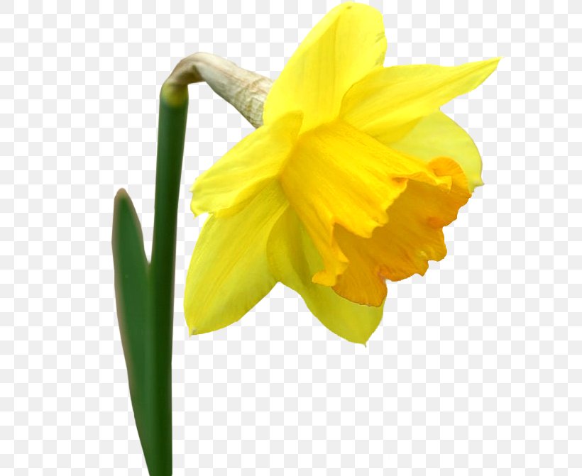 Flower Bouquet Yellow Daffodil Clip Art, PNG, 607x671px, Flower, Amaryllis Family, Blue, Cut Flowers, Daffodil Download Free