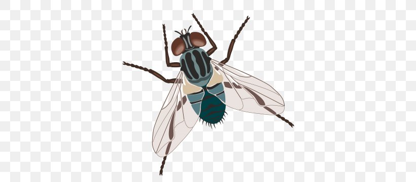 Housefly Insect Common Green Bottle Fly, PNG, 360x360px, Fly, Arthropod, Beetle, Blue Bottle Fly, Common Green Bottle Fly Download Free