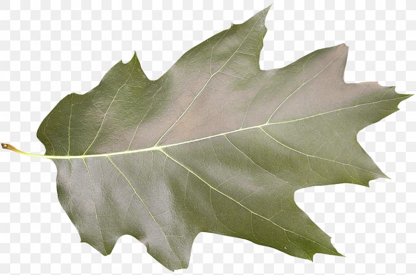 Leaf Shape Tree Photography Green, PNG, 1280x849px, Leaf, Freepik Company Hq, Green, Photography, Plane Tree Family Download Free